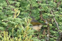 Camaroptera brachyura