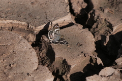 Burnsius orcynoides