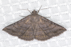 Lesmone griseipennis