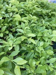 Duranta erecta