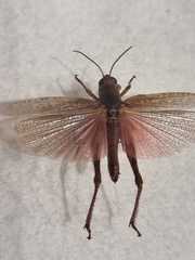 Calliptamus madeirae