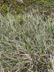 Carex stylosa