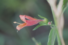Dicliptera squarrosa