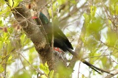 Phoeniculus purpureus