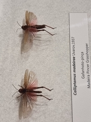 Calliptamus madeirae