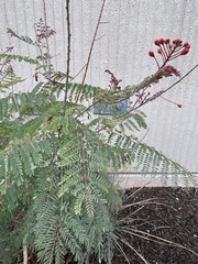Caesalpinia
