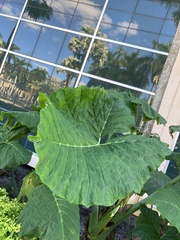 Xanthosoma sagittifolium