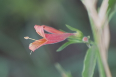Dicliptera squarrosa