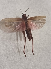 Calliptamus madeirae