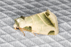 Heminocloa mirabilis