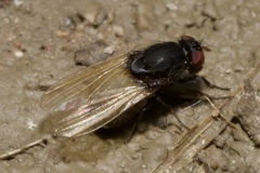 Minettia longipennis