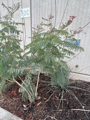 Caesalpinia