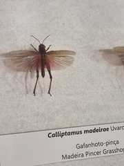 Calliptamus madeirae