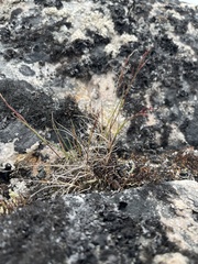 Agrostis mertensii