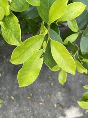 Ficus microcarpa