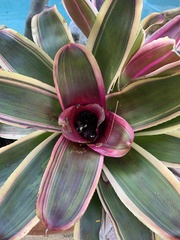 Bromelioideae