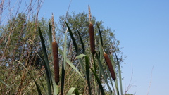 Typha latifolia