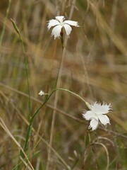 Dianthus mooiensis