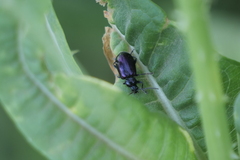 Macrohaltica transversa