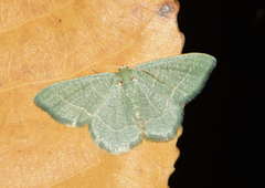 Phaiogramma etruscaria