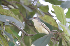 Dryoscopus gambensis