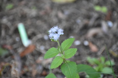 Ageratum houstonianum