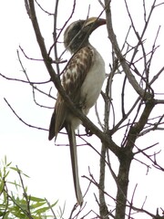 Lophoceros nasutus