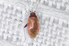 Pseudothenicus rubropunctatus