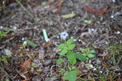 Ageratum houstonianum