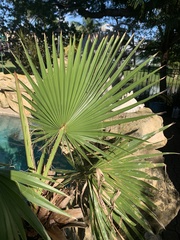 Washingtonia robusta
