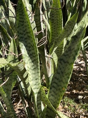 Sansevieria