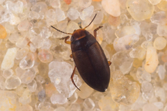 Hydroporus