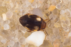Clemnius decoratus