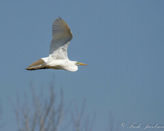 Ardea alba egretta