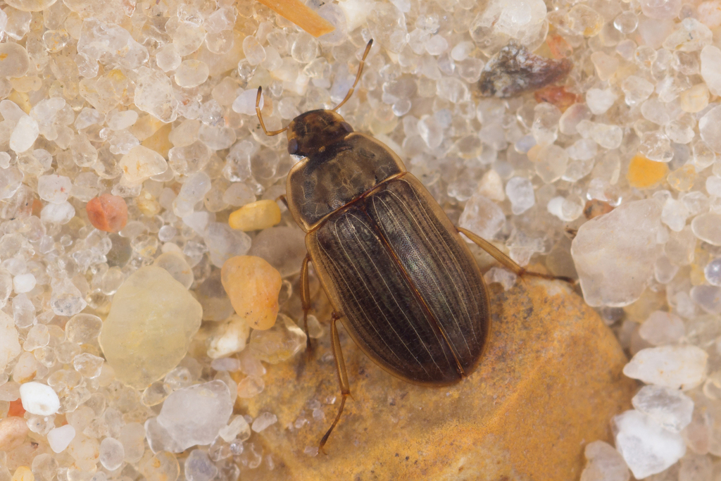 Acidocerinae