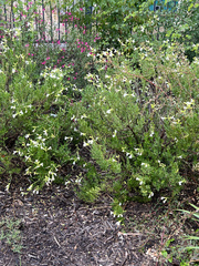 Bouvardia longiflora