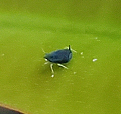 Aphis gossypii