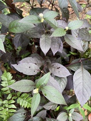 Alternanthera brasiliana image