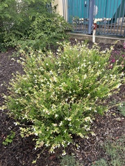 Bouvardia longiflora