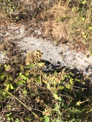 Sida cordifolia
