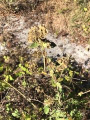 Sida cordifolia