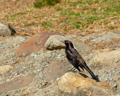 Quiscalus quiscula versicolor