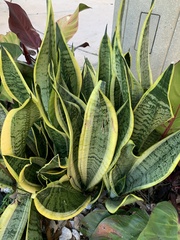 Sansevieria