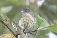 Dryoscopus gambensis