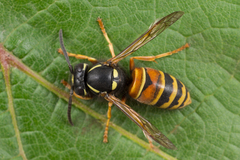 Vespula rufa