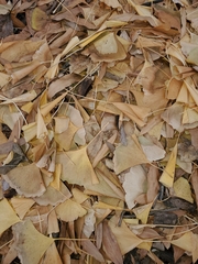 Ginkgoopsida