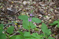 Stachys drummondii
