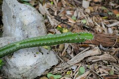 Acanthocereus tetragonus