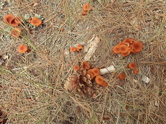 Laccaria trichodermophora