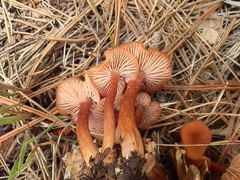 Laccaria trichodermophora